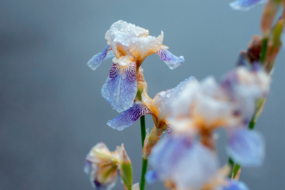 What is Iris Flower, Its History and Meaning? Lotus Fun Blog