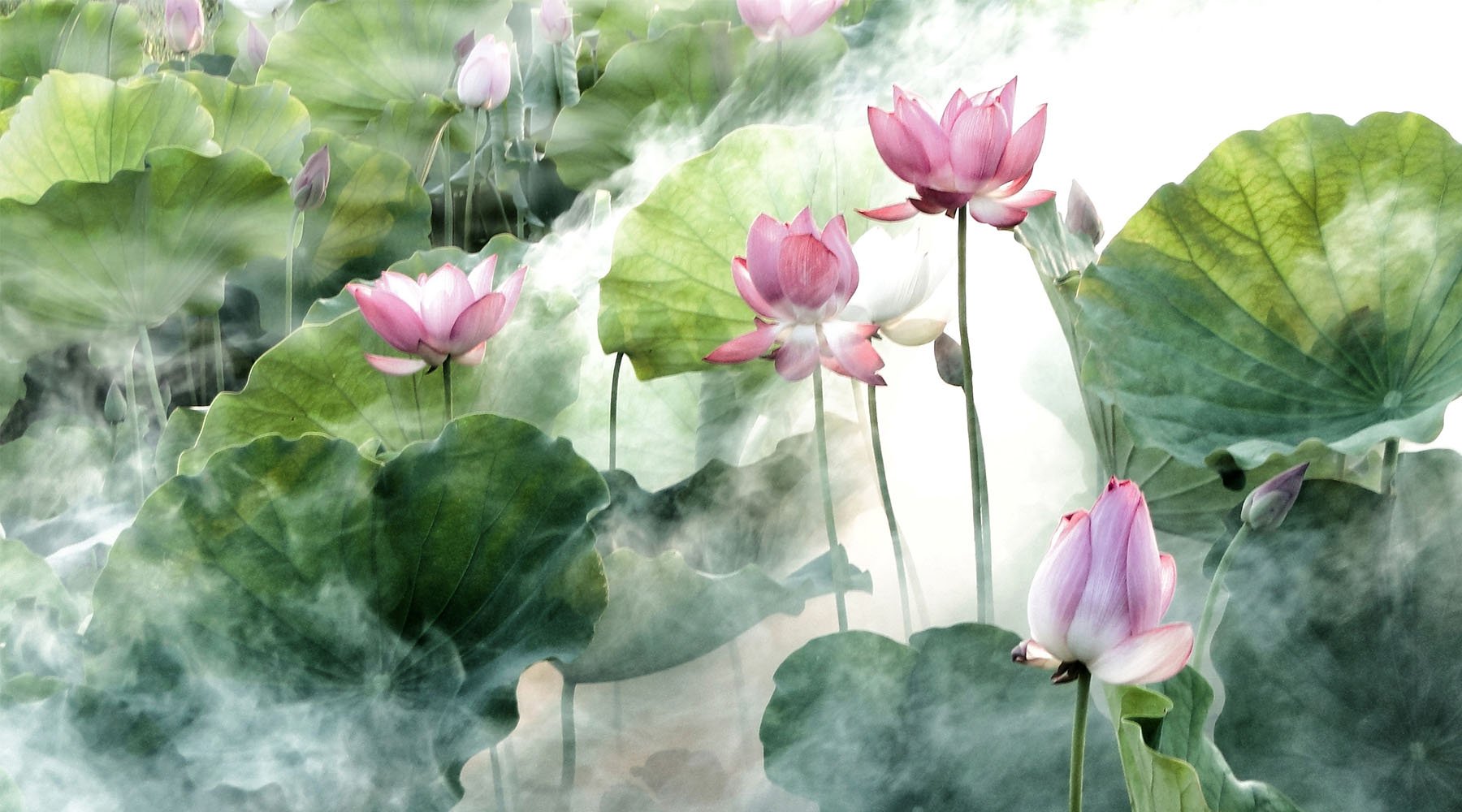 WHISPERING LOTUS