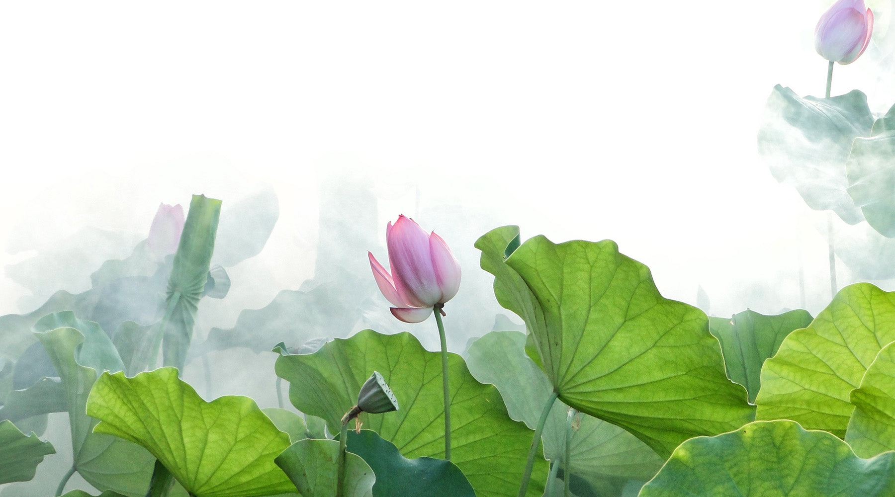 Sterling Silver Lotus Flower Jewelry Lotus Fun