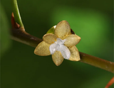 Sacred Bamboo Flower Brooch