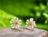 Wild Flower Stud Earrings