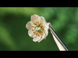 Blooming Anemone Flower Pendant