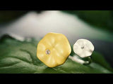 Lotus Leaf's Morning Dew Earring