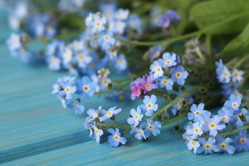 Forget-Me-Not Flower, Its Symbolism, and Meanings  Lotus Fun