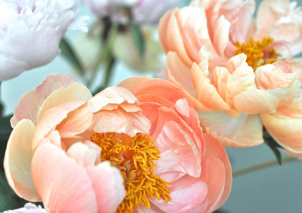 What is Peony Flower? Its History and Symbolisms