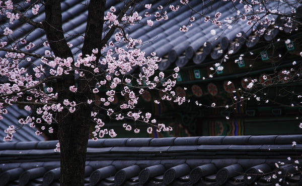 Plum Blossoms, its Symbolism and Meanings