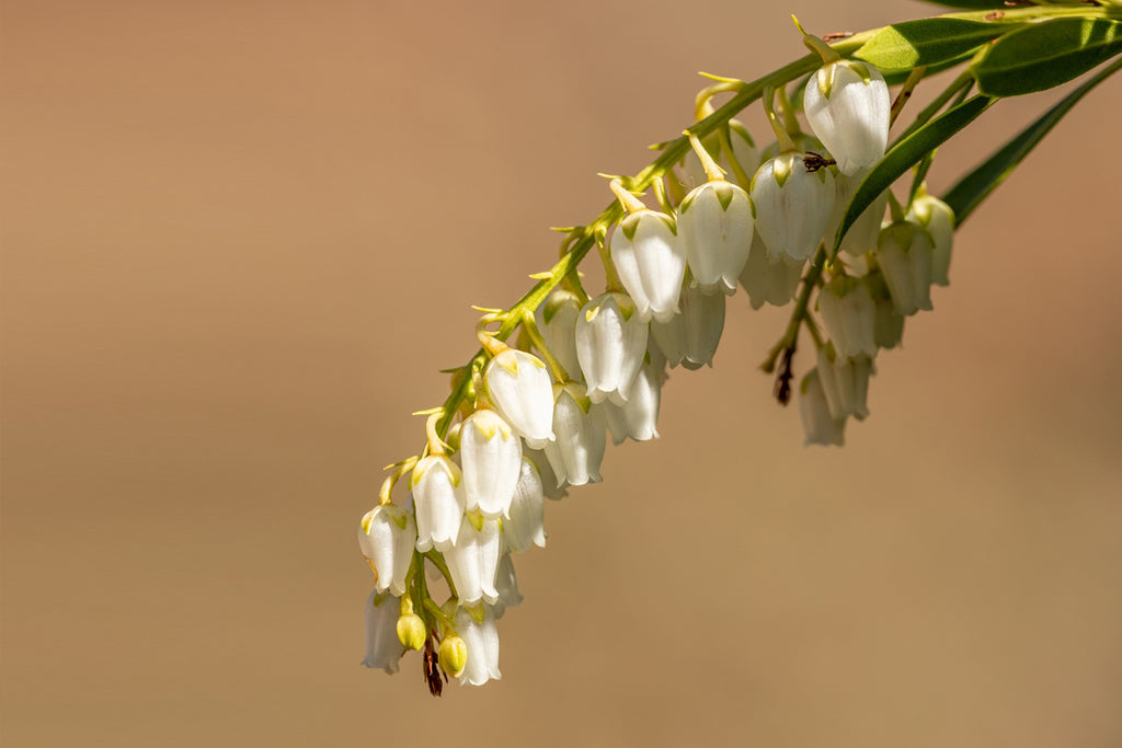 Lily of the Valley, Its Meaning and Symbolism - Lotus Fun Blog