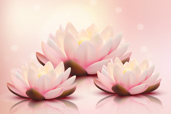 Lotus Flower Meaning and Symbolisms
