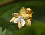 Sacred Bamboo Flower Brooch