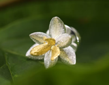 Sacred Bamboo Flower Brooch