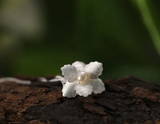 Delicate Begonia Flower Pendant