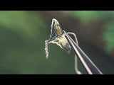 Butterfly Kite Earring